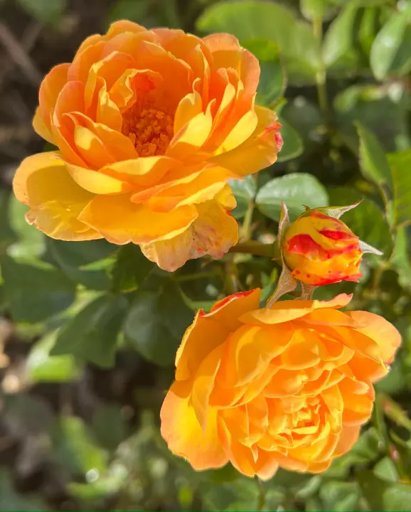 Belle de Jour – The Garden Rose Company