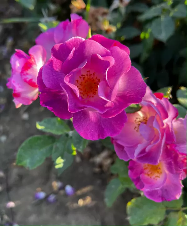 Blue For You – The Garden Rose Company