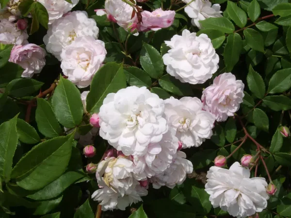 Blush Niosettes