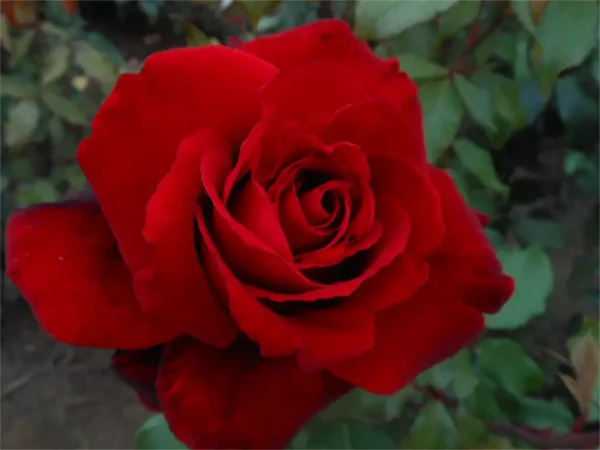Crimson Cascade