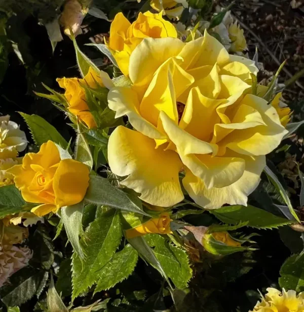 Gold Flower Power