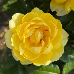 Golden Smiles