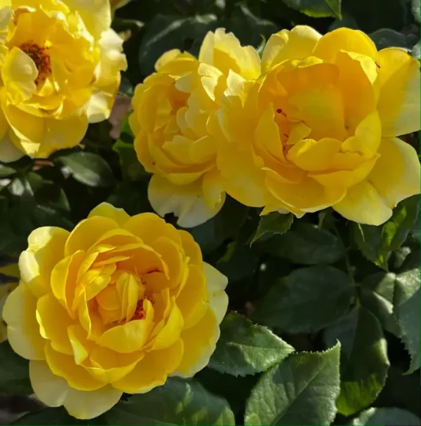 Golden Smiles