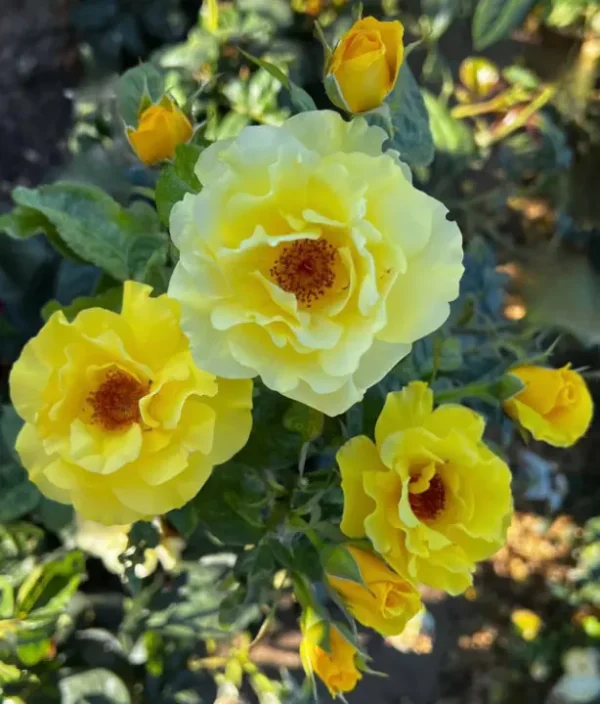 Golden Wedding