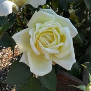 Happy Golden Wedding