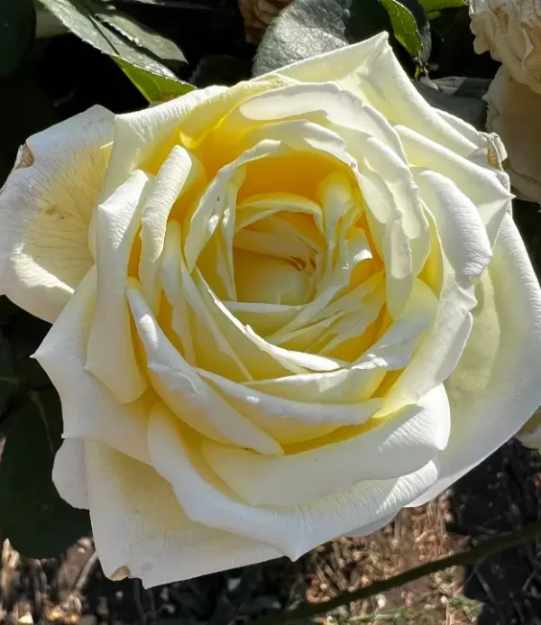 Happy Golden Wedding