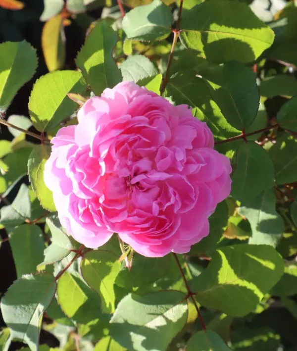 Jacques Cartier