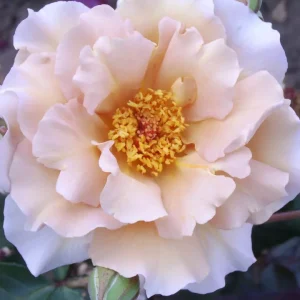 Julia's Rose