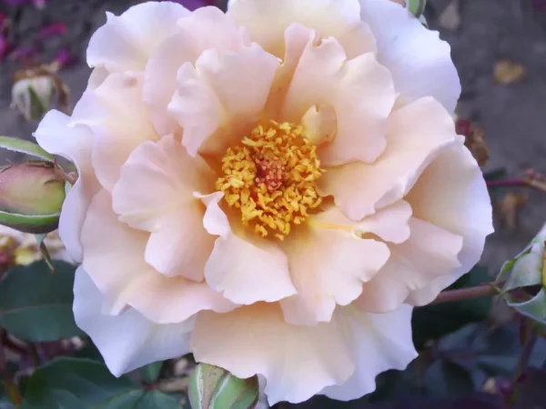 Julia's Rose
