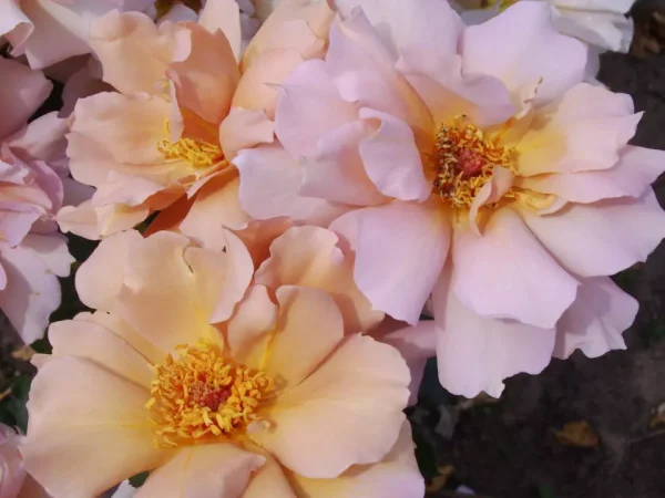 Julia's Rose