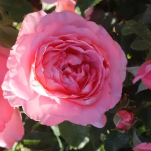 Lovely Lady