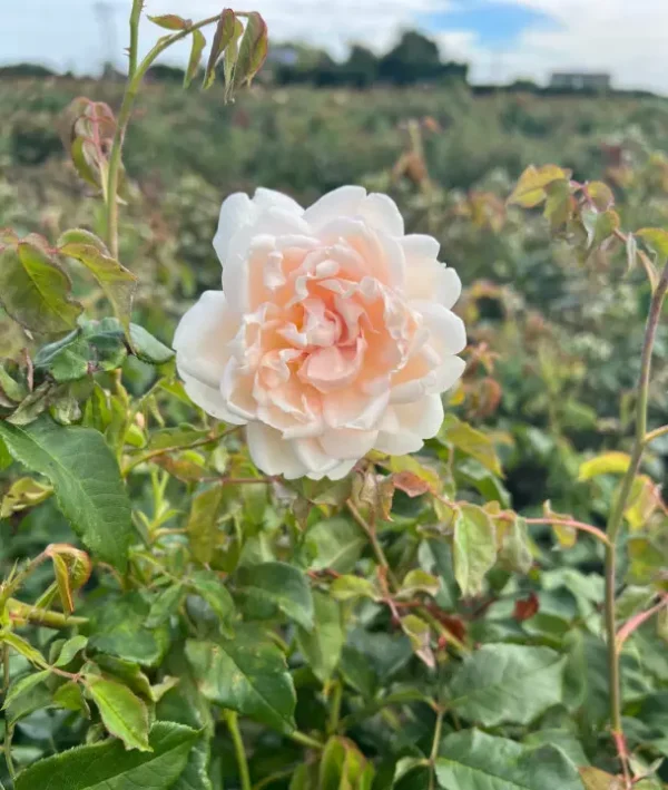 Madame Alfred Carriere – The Garden Rose Company