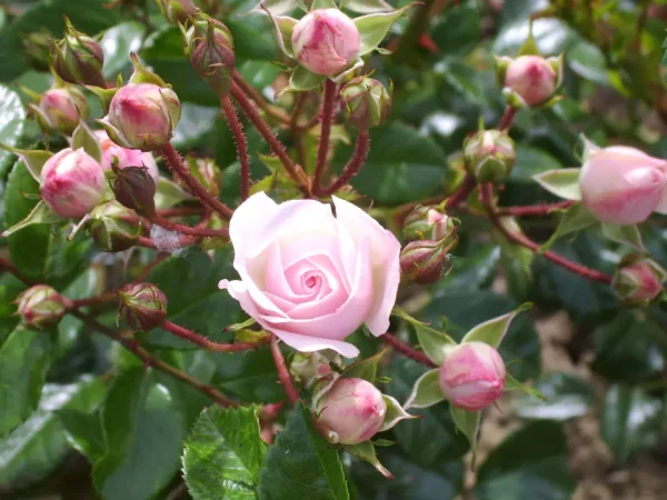Maid of Kent