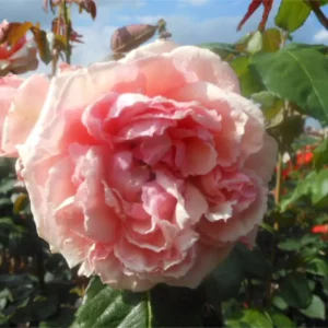 Maxima Romantica