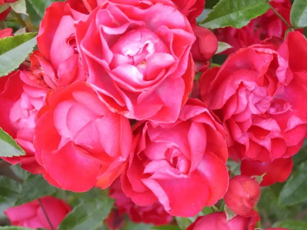 Mother's Day