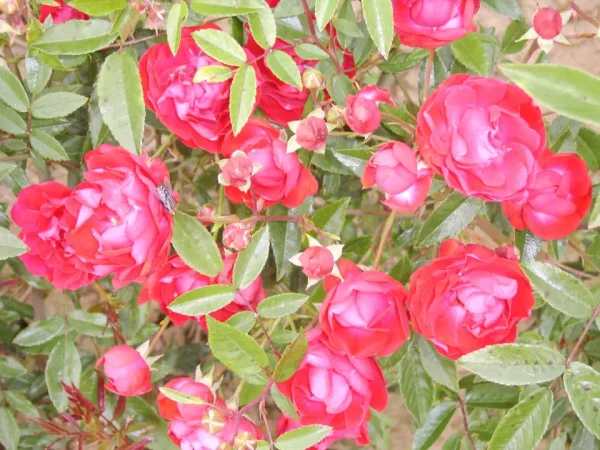 Mother's Day