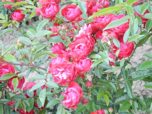 Mother's Day