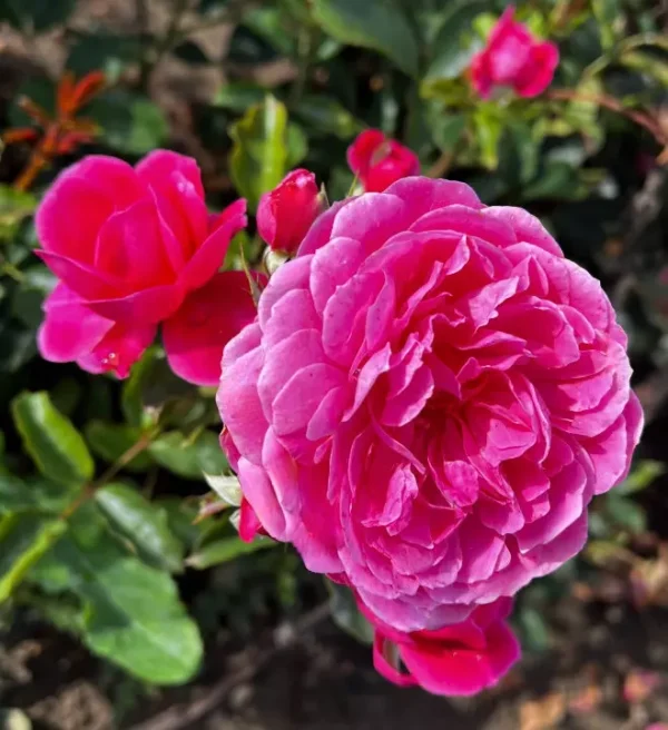 Raspberry