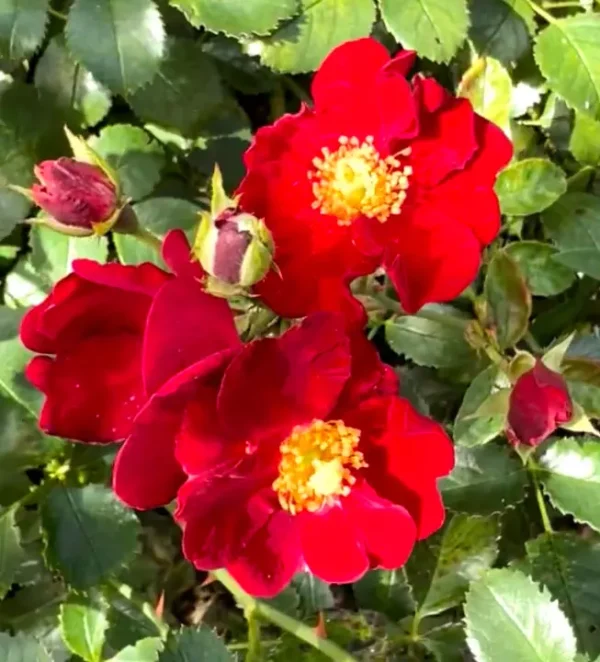 Red Velvet