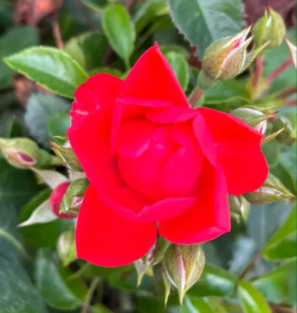 Scarlet