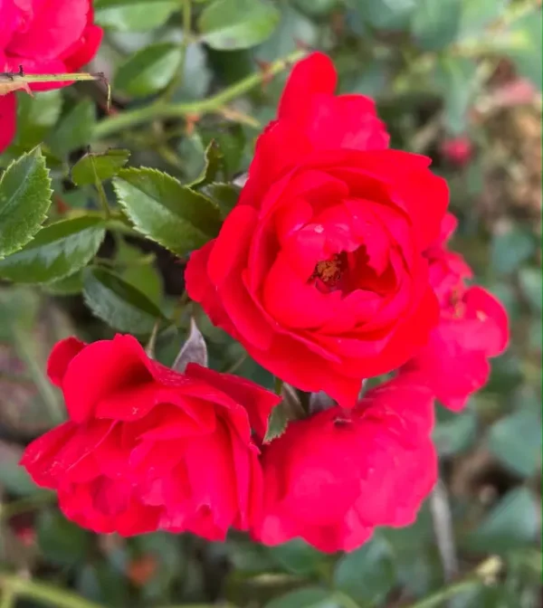 Scarlet