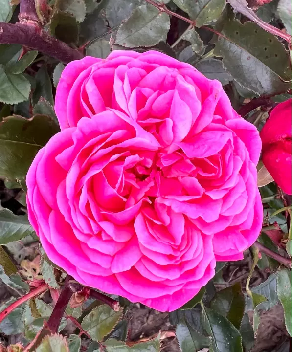 The Anniversary Rose – The Garden Rose Company