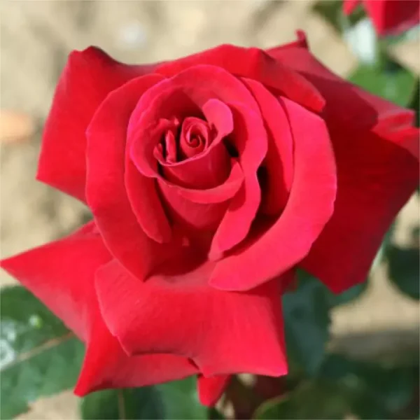 Thinking of You