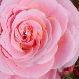 Tickled Pink