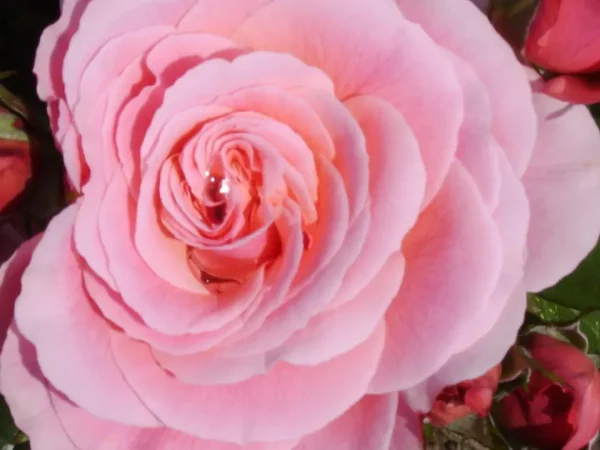Tickled Pink