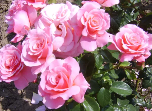 Tickled Pink