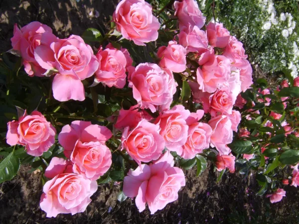 Tickled Pink