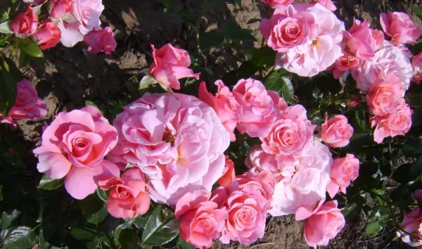 Tickled Pink