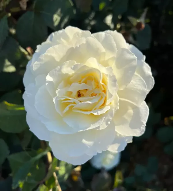 White Parfuma Roses White Parfum de Provence – The Garden Rose Company