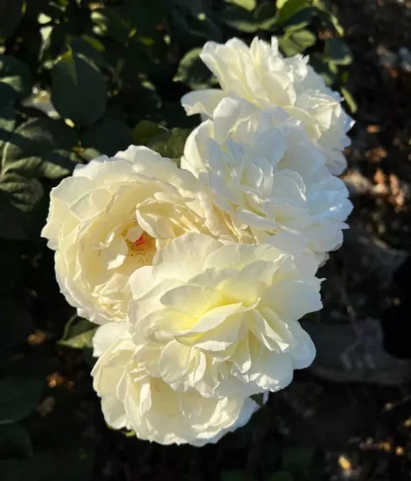 White Parfuma Roses White Parfum de Provence (Standard Rose Tree) – The Garden Rose Company