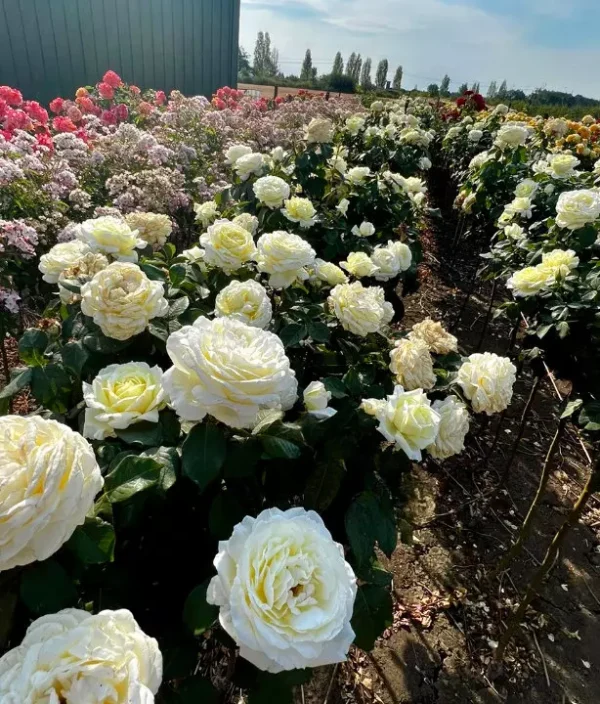 White Parfuma Roses White Parfum de Provence (Standard Rose Tree) – The Garden Rose Company