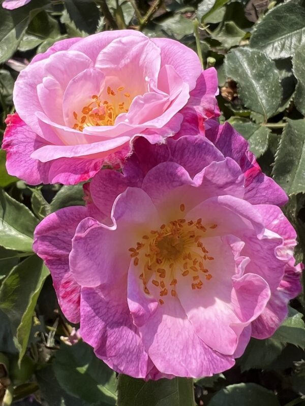 Blue For You Standard Rose Tree Budded at 100cm - Image 3