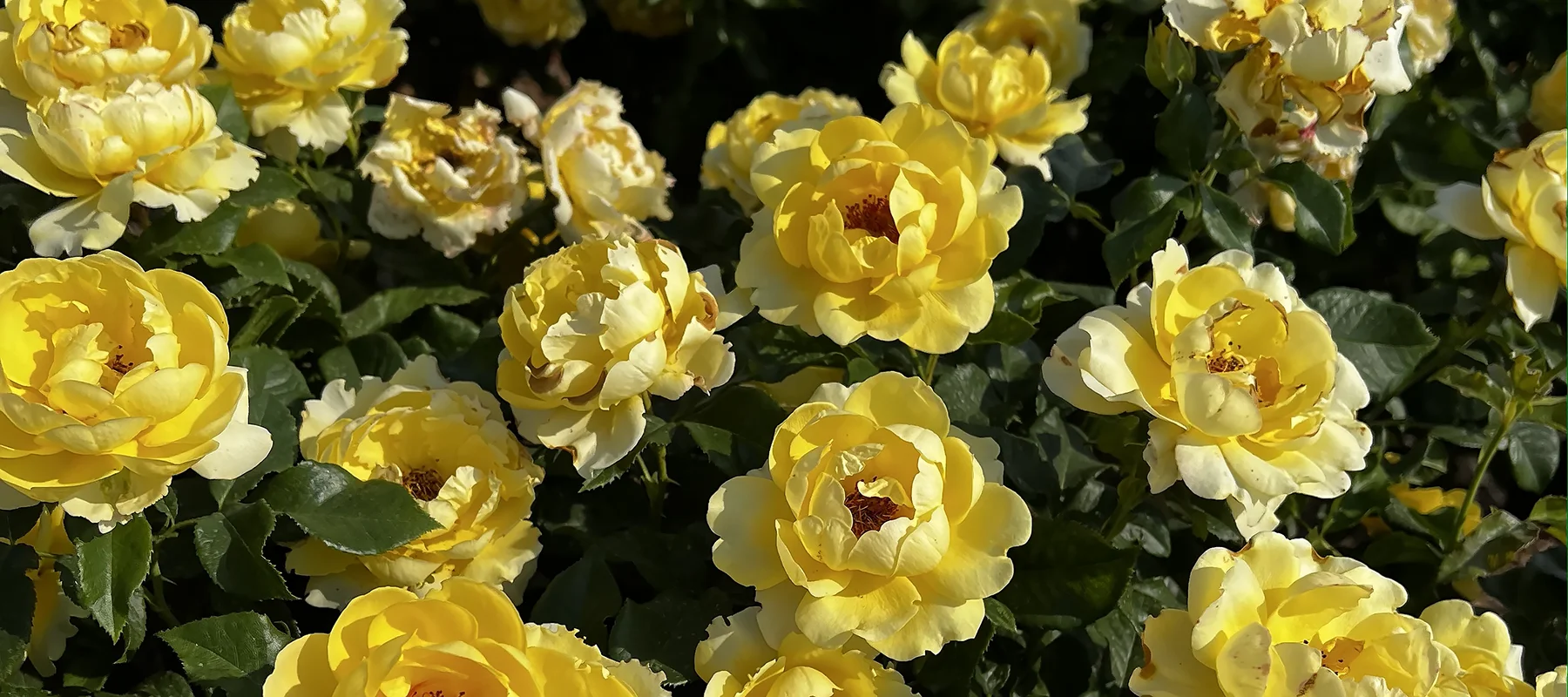 Golden Smiles yellow floribunda rose
