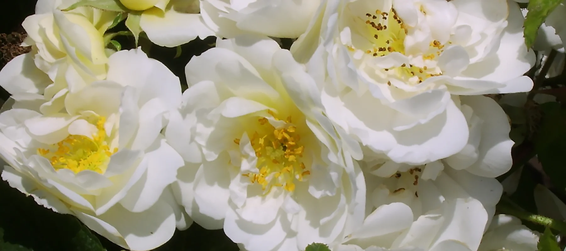 Rambling Rector white and yellow rambler rose