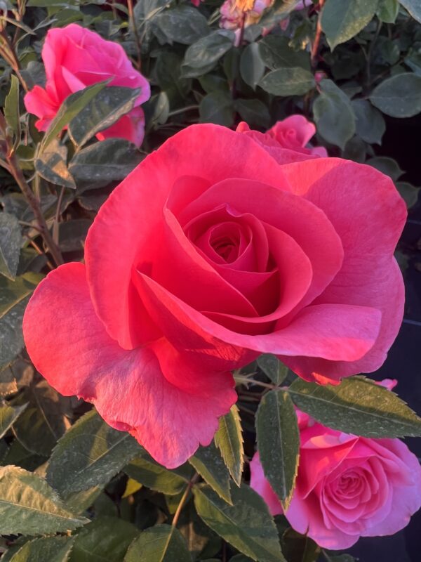 Precious Memories - Standard Rose Tree Budded at 100cm