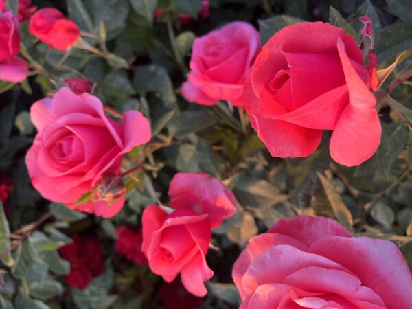 Precious Memories - Standard Rose Tree Budded at 100cm - Image 3