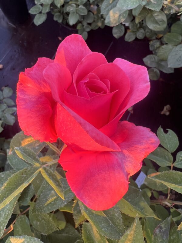 Precious Memories - Standard Rose Tree Budded at 100cm - Image 2