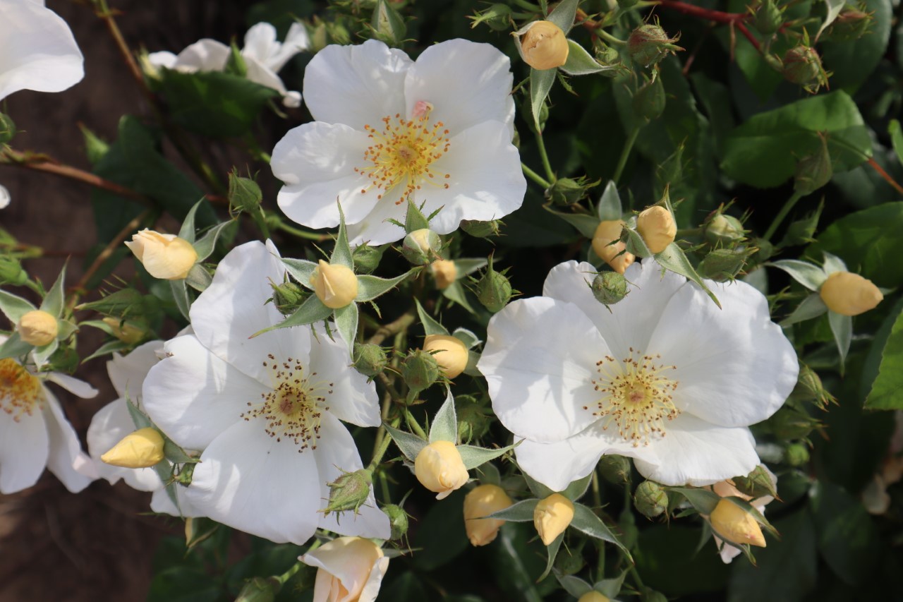 Wedding Day - Image 2