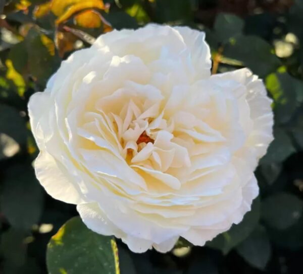 White Parfume de Provence' Standard Rose Tree Budded at 80cm