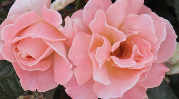 Sally's Rose - Image 2