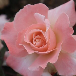 Sally's Rose