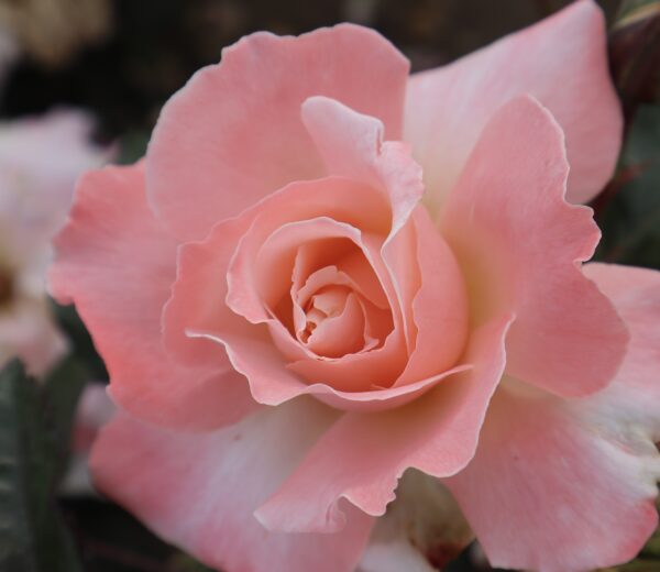 Sally's Rose