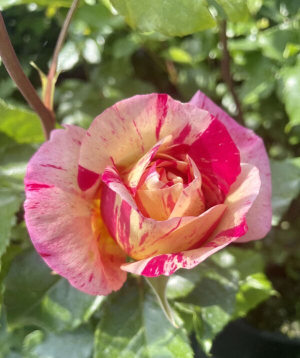 Climbing Claude Monet