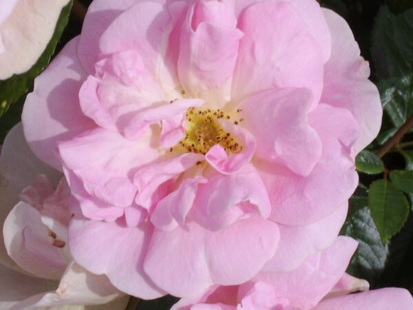 Blush Rambler