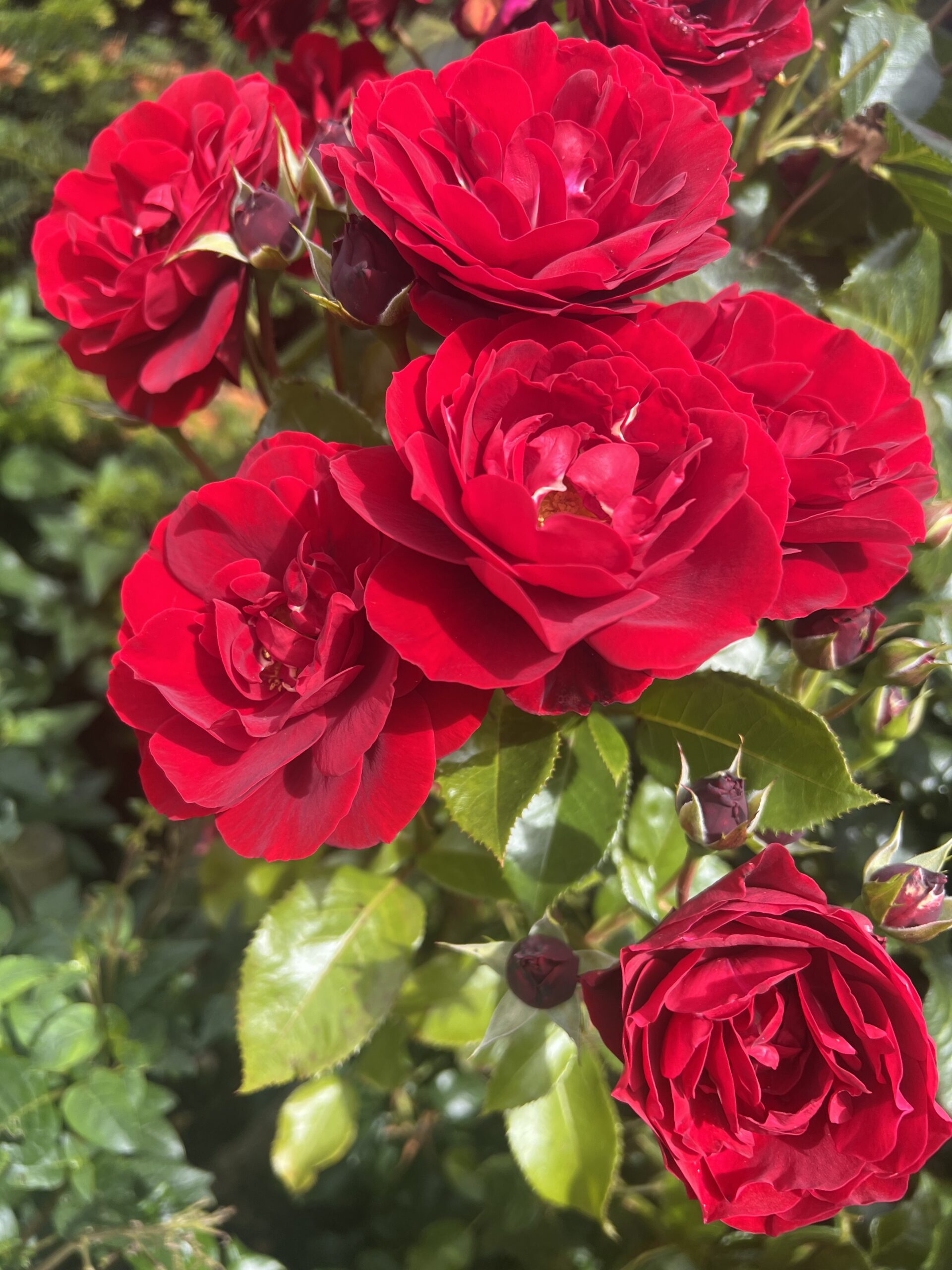 Nadia – The Garden Rose Company