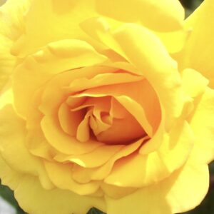 Korresia Standard Rose Tree Budded at 100cm